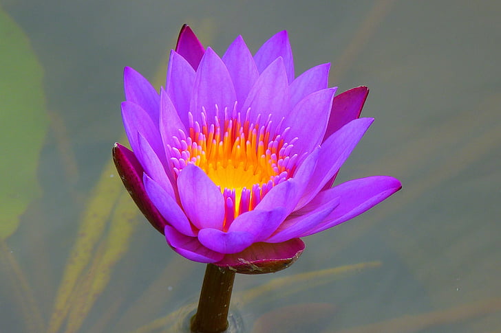 purple, yellow, flower, Water Lily, Aquatic Plant, Nature, Blossom