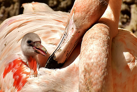 Flamingos, gà con, Dễ thương, chim, nước chim, đầy màu sắc, động vật