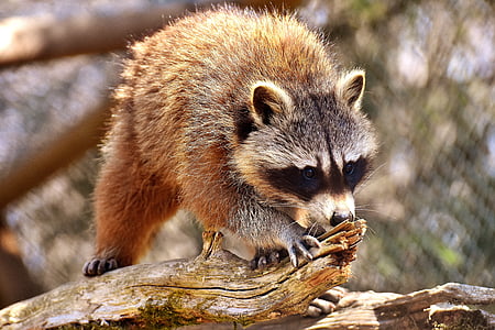 raccoon, wild animal, furry, mammal, sweet, nature, forest animals