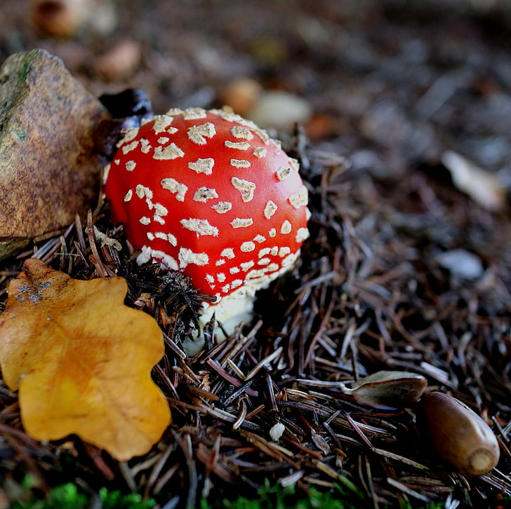podzim, Fly agaric, Les, červená, toxický, Příroda