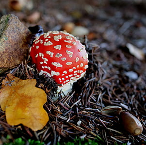automne, agaric de mouche, Forest, rouge, toxique, nature