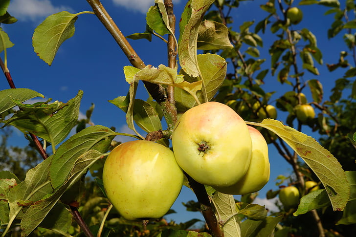 äppelträd, Apple, frukt, Frisch, friska, mat, trädgård