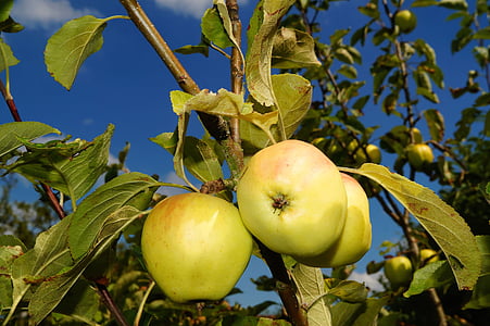 Jabłoń, Jabłko, owoce, Frisch, zdrowe, jedzenie, ogród