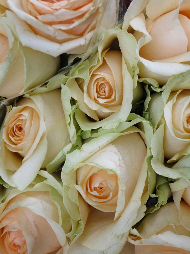 Rosas, color melocotón, ramo de la, romántica, ceremonia de, flor