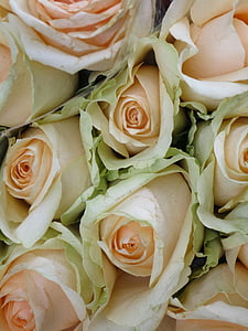 ruusut, persikka väri, kimppu, romanttinen, seremonia, kukka