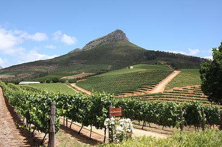 delaire graff, Weingut delaire graff, Sør-Afrika, Winelands, vingård, landskapet, turisme