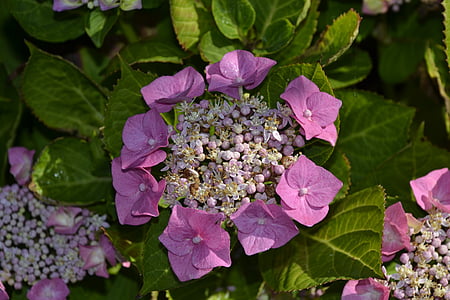 Hortenzija, puokštė, sodas, Gamta, violetinė, vasaros, augalų