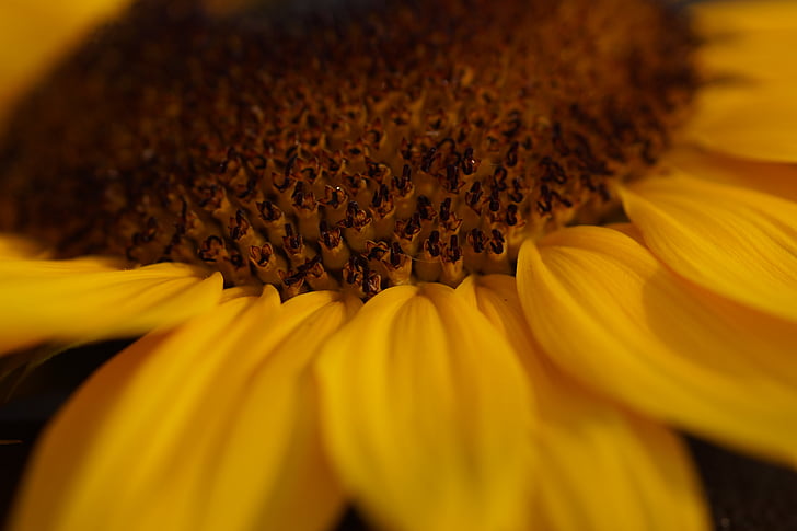 Sun flower, màu vàng, đóng, thực vật, phóng to xem, Blossom, nở hoa