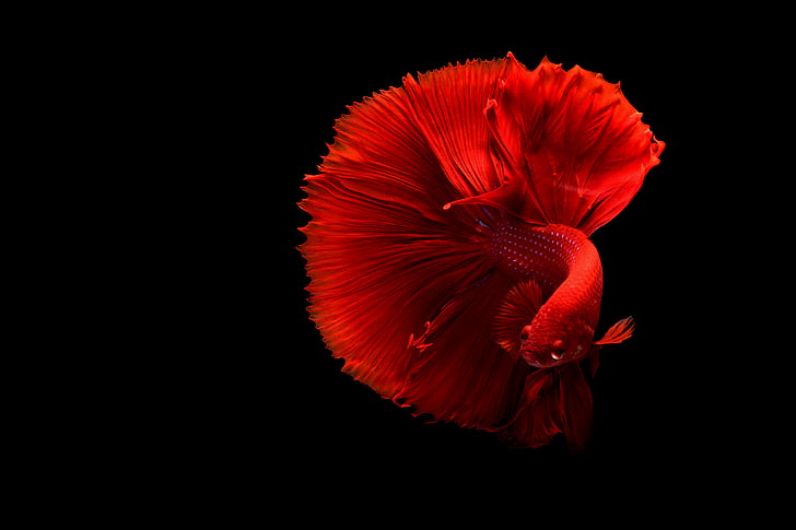 fish, underwater, red, betta, aquarium, black background, studio shot