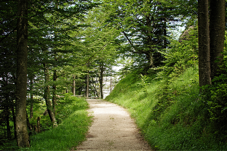 пътека, далеч, природата, гора, дървета, Туризъм, горски път