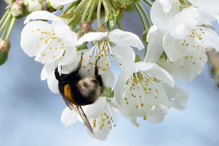 フンメル, 春, 花, 花粉, 昆虫, 自然, ブロッサム