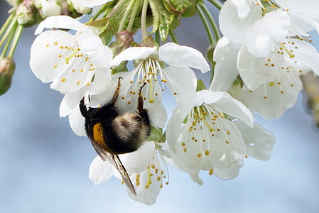 hummel, spring, flower, pollen, insect, nature, blossom