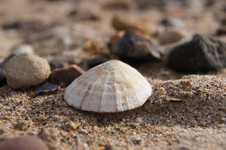 shell, zee, zand, Schotland, water