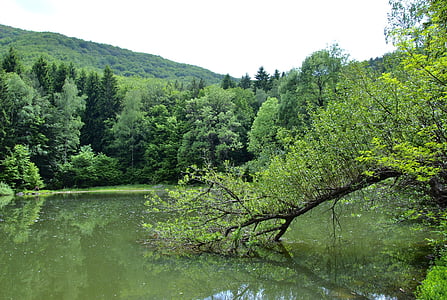 meer, natuur, bos, landschap, groen, water