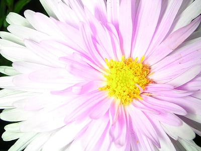blomst, makro, natur, hvit, petal, anlegget, rosa fargen