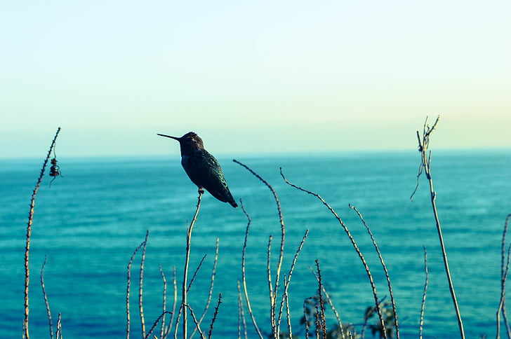 hummingbird, seaview, blues, bird, sea, nature, blue