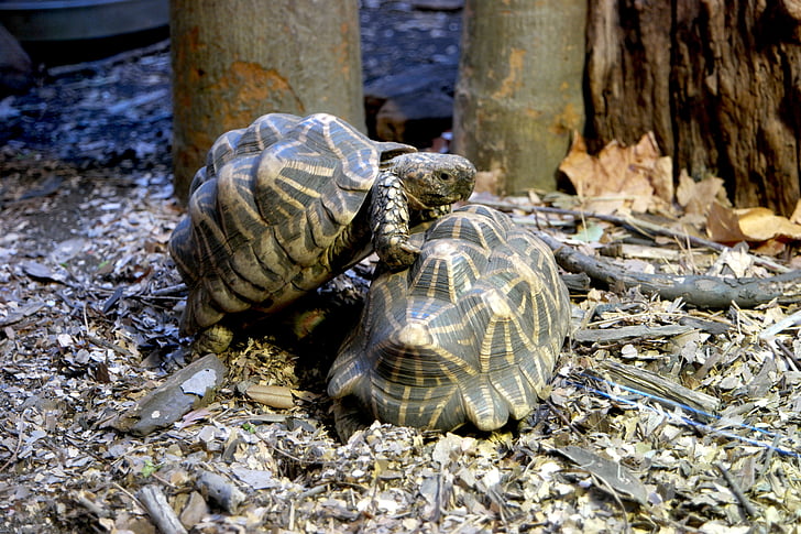 tortues, animaux, faune, nature, reptile, Zoo, Tortue