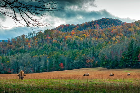 Северная Каролина, Луг, олень, лось, Дикая природа, Животные, Осень