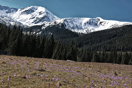 Tatry, Valle de Chocholowska, Crocus, montañas, nieve, primavera, Prado