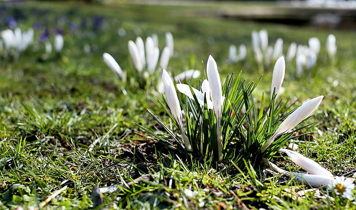 Crocus, trắng, nở hoa, đồng cỏ Hoa, Các dấu hiệu của mùa xuân, Thiên nhiên, thực vật