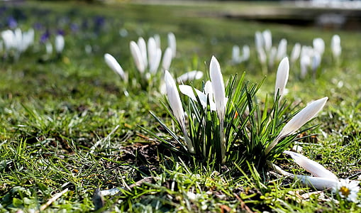 crocus, white, bloom, flower meadow, signs of spring, nature, plant