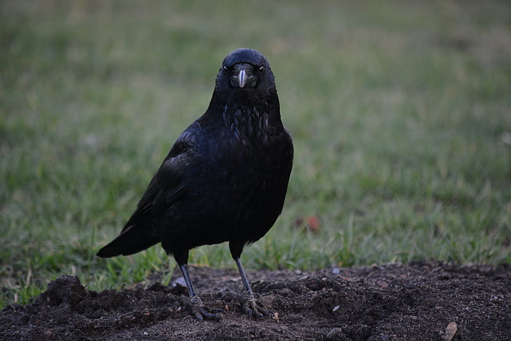animal, ocell, Corb, Hamburgo, Parc de la ciutat, color negre, un animal