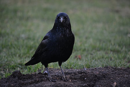 animal, pájaro, Cuervo, Hamburgo, Parque de la ciudad, color negro, un animal