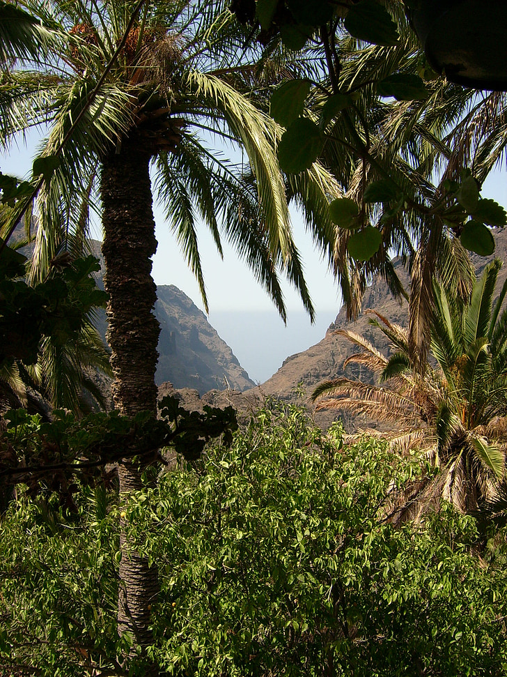 Tenerife, doğa, Kanarya Adaları, dağ, palmiye ağacı, bakış, manzara