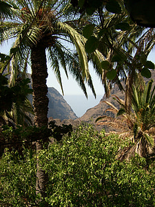 Tenerife, természet, Kanári-szigetek, hegyi, pálmafa, Scenics, táj
