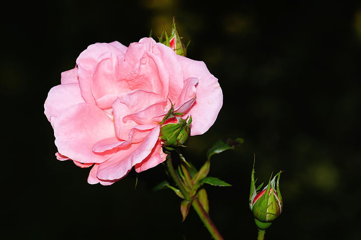 Rosa, flor, flor, flor rosa, Rosa, bellesa, natura
