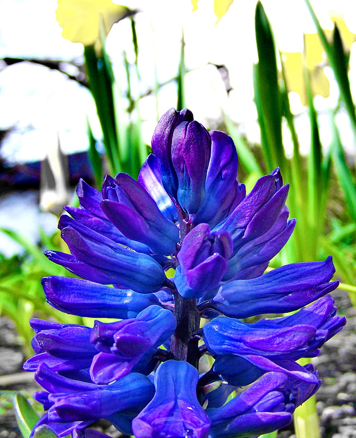 Pavasario gėlės, mėlyna, hiacintas