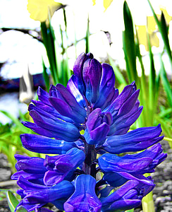 wiosenne kwiaty, niebieski, hiacynt