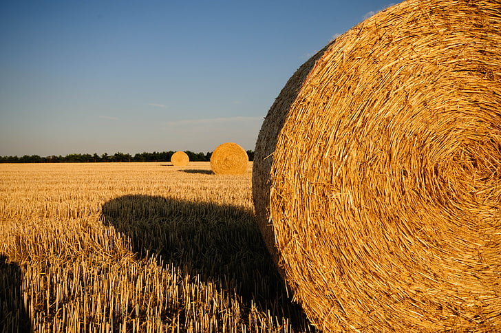 straw bales, stubble, summer, straw, field, harvested, straw rent