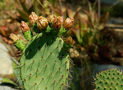 prickly pear, cactus, thorns, quills, flowers, desert, thorn