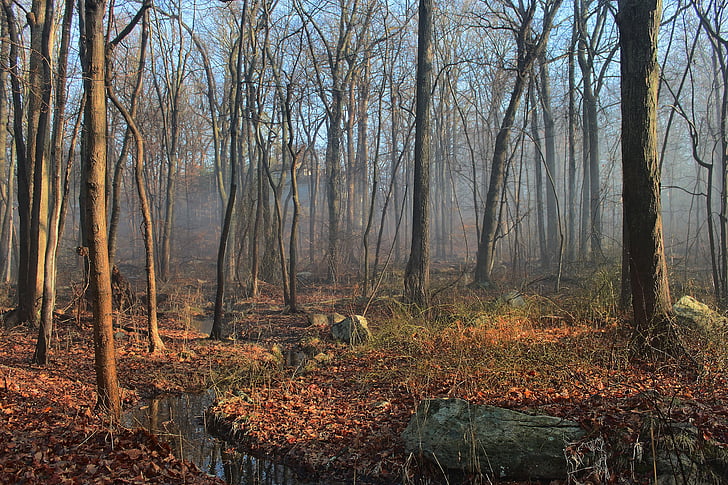 Woods, datový proud, voda, venkovní, scenérie, strom, krajina