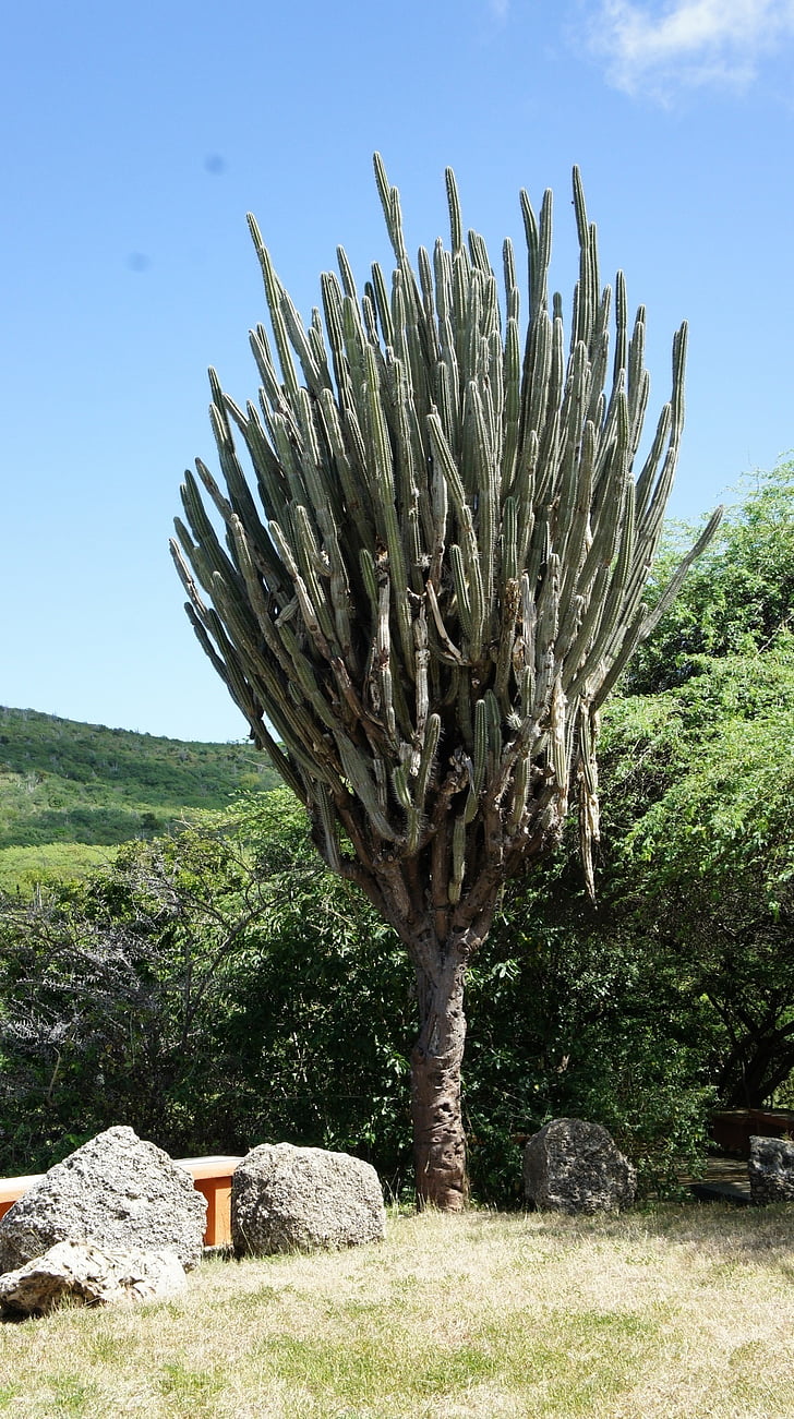 Curaçao, cactus, pieksig, planta, natura, Carib, flora