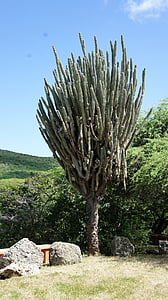 Curacao, Kaktus, pieksig, tanaman, alam, Karibia, Flora