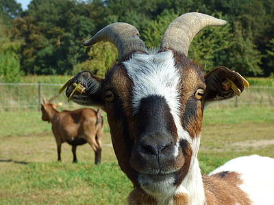 keçi, Bock, boynuzları, Hayvancılık, keçi, keçi kafası, keçi kova