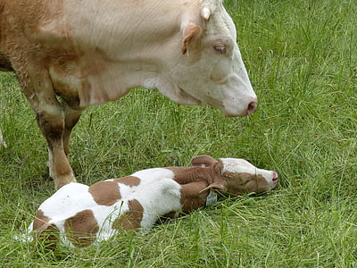 calf, cow, beef, simmental cattle, agriculture, livestock, cattle