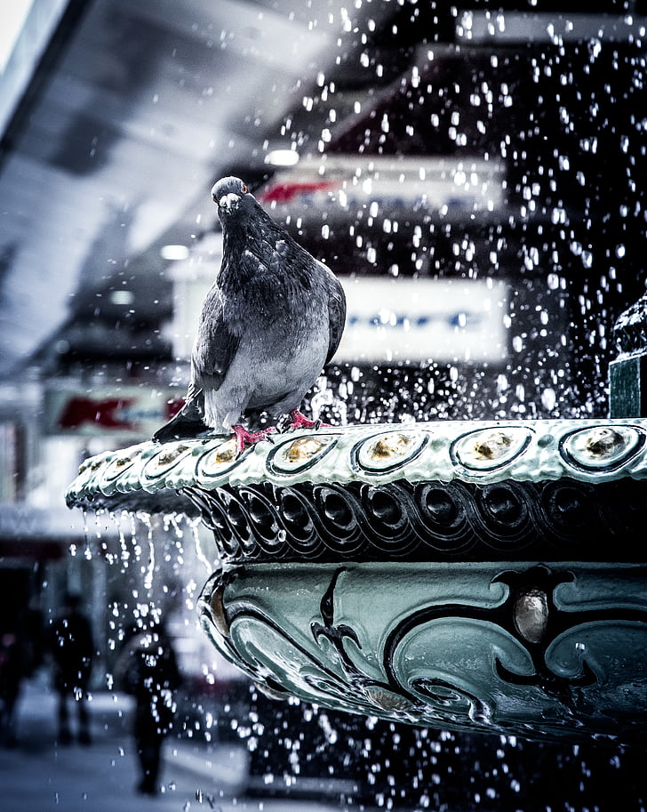 gris, Pingüino de, verde, hormigón, pájaro, baño, invierno