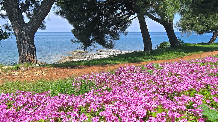 sea, adriatic sea, croatia, flower