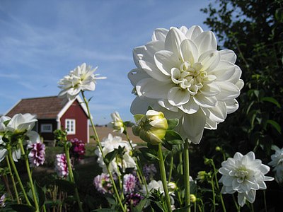 Dahlia, valge, Cottage, punane, Värvid, lilled, Taevasinine