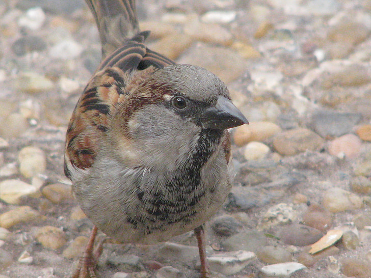 sparrow, bird, close-up, zoom, feathers, eyes, feathered