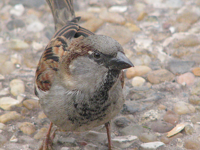 Sparrow, burung, Close-up, zoom, bulu, mata, berbulu