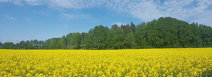 sementes de colza, campo, Suécia, Verão, natureza, agricultura, amarelo