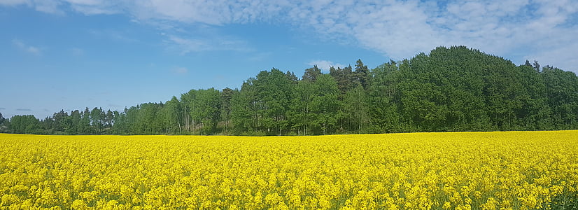 perkosaan benih, bidang, Swedia, musim panas, alam, pertanian, kuning
