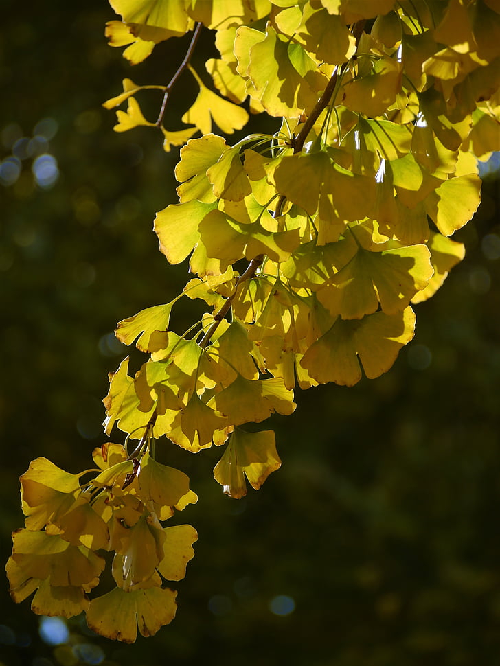 daun-daun Kuning, Ginko pohon, pohon maidenhair, merah, Huang, hijau, cabang