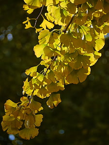 yellow leaves, gingko tree, maidenhair tree, red, huang, green, branch