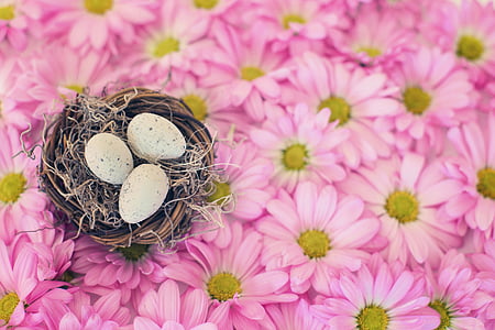 Vogelnest, vogel eieren, roze madeliefjes, lente, seizoen, Pasen, nest
