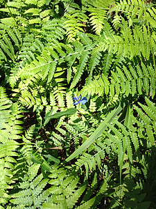 fern, nature, spring, foliage, leaves, green, plant